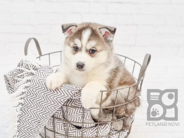 Mini Husky DOG Female BLK WH 33934 Petland Novi, Michigan