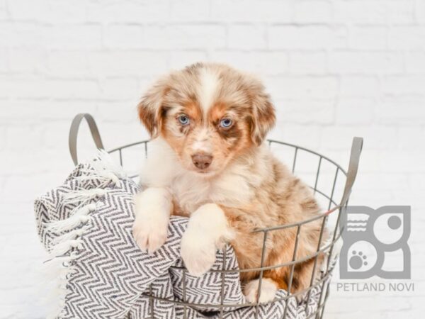 Miniature Australian Shepherd-DOG-Female-MERLE-33936-Petland Novi, Michigan