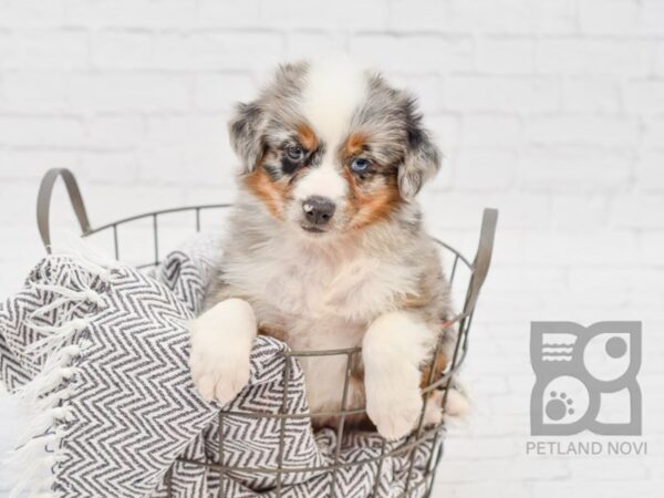 Miniature Australian Shepherd-DOG-Male-BLUE MERLE-33937-Petland Novi, Michigan