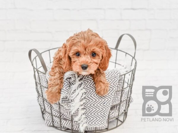 Cavapoo-DOG-Male-BLENHEIM-33938-Petland Novi, Michigan