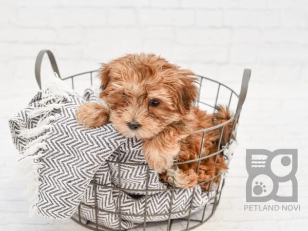 Morkie-DOG-Male-BROWN WH-33939-Petland Novi, Michigan