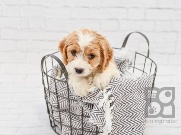 Cavachon DOG Female BLENHEIM 33940 Petland Novi, Michigan