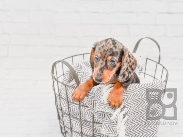 Dachshund DOG Female Black & Tan 33941 Petland Novi, Michigan