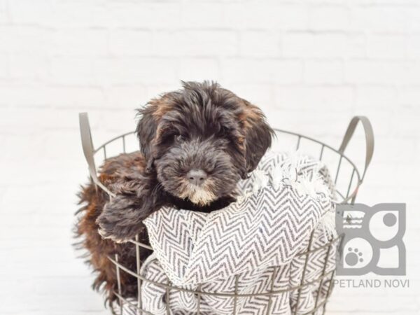 Woodle-DOG-Male-Black & Chocolate-33944-Petland Novi, Michigan