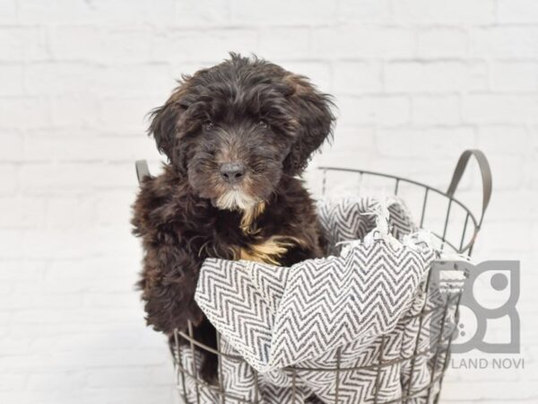 Woodle-DOG-Female-Black & Chocolate-33945-Petland Novi, Michigan