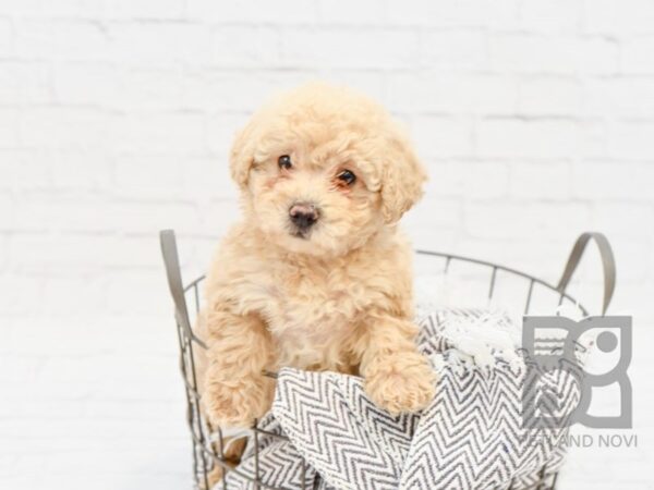 Miniature Poodle DOG Female Apricot 33946 Petland Novi, Michigan