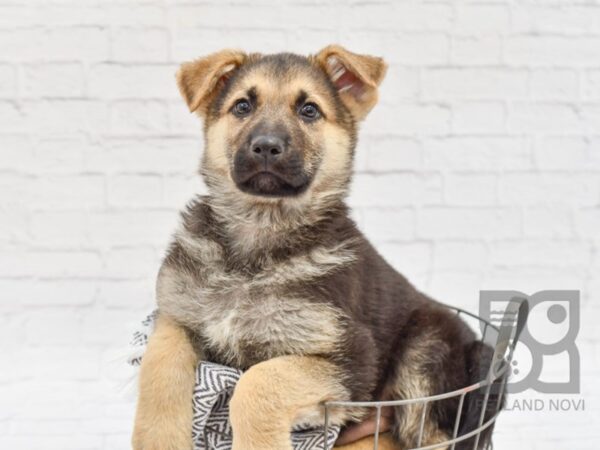 German Shepherd DOG Male Black & Tan 33947 Petland Novi, Michigan