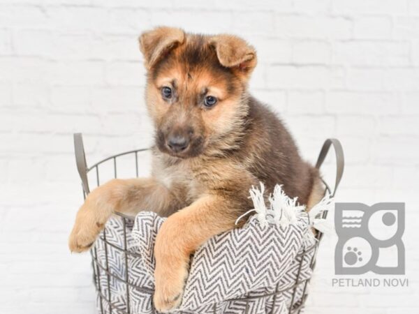 German Shepherd DOG Male Black & Tan 33948 Petland Novi, Michigan