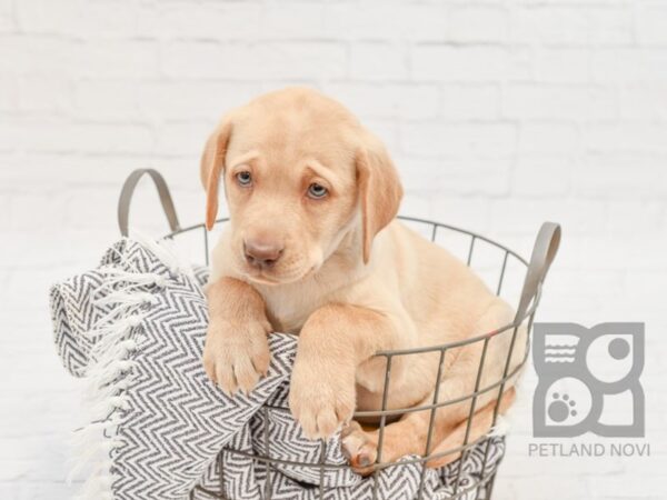 Labrador Retriever DOG Female Yellow 33953 Petland Novi, Michigan