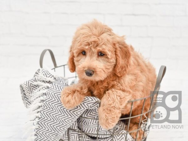 F2 MINI GOLDENDOODLE DOG Female Red 33954 Petland Novi, Michigan