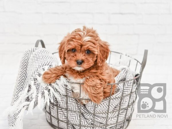 Cavapoo-DOG-Male-Ruby-33949-Petland Novi, Michigan