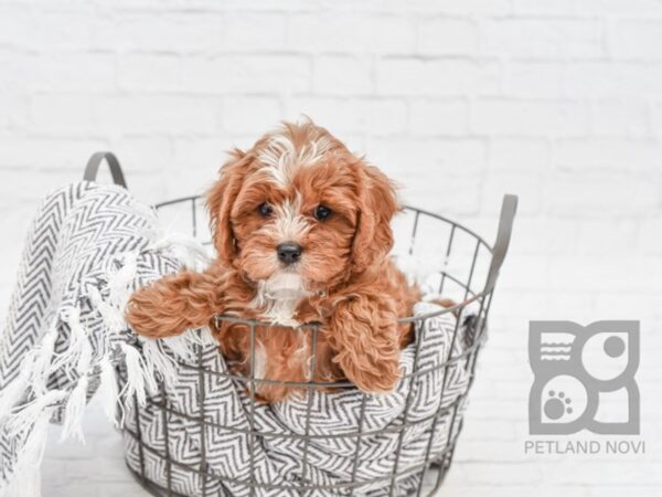 Cavapoo-DOG-Male-Ruby-33950-Petland Novi, Michigan