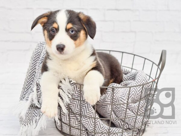 Pembroke Welsh Corgi-DOG-Male-Tri-33958-Petland Novi, Michigan