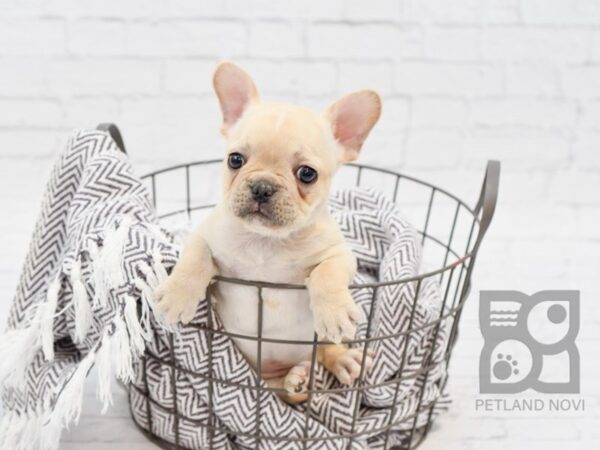 French Bulldog-DOG-Male-Cream-33951-Petland Novi, Michigan