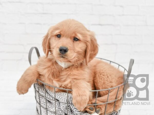 Golden Retriever-DOG-Male-Golden-33942-Petland Novi, Michigan