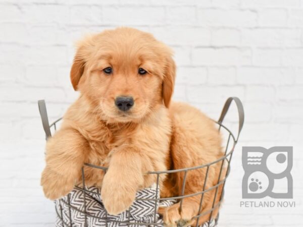 Golden Retriever-DOG-Male-Golden-33943-Petland Novi, Michigan