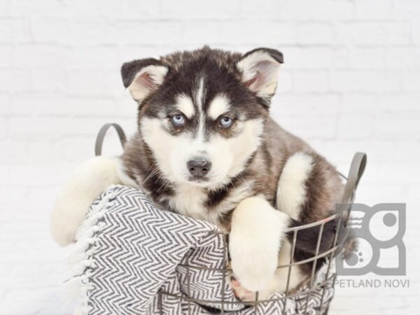 Siberian Husky DOG Female Black & White 33956 Petland Novi, Michigan