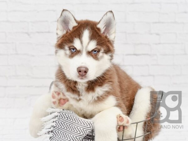 Siberian Husky DOG Male Red & White 33957 Petland Novi, Michigan