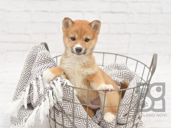 Shiba Inu-DOG-Female-Red Sesame-33955-Petland Novi, Michigan