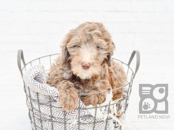 Moyen Goldendoodle DOG Female merle 33981 Petland Novi, Michigan