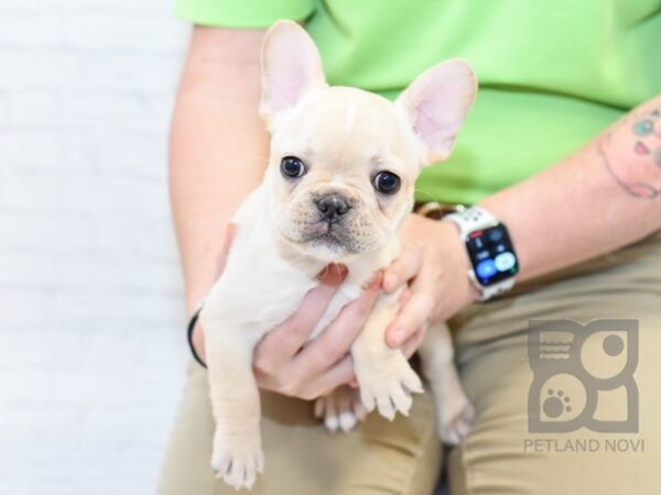 French Bulldog-DOG-Male-Cream-33959-Petland Novi, Michigan