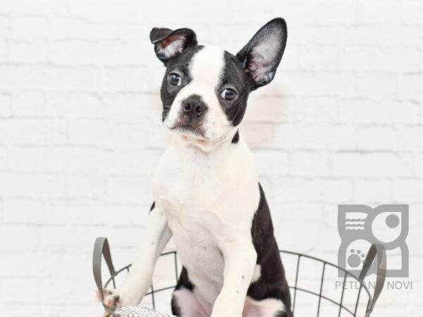 Boston Terrier DOG Male Black / White 33960 Petland Novi, Michigan