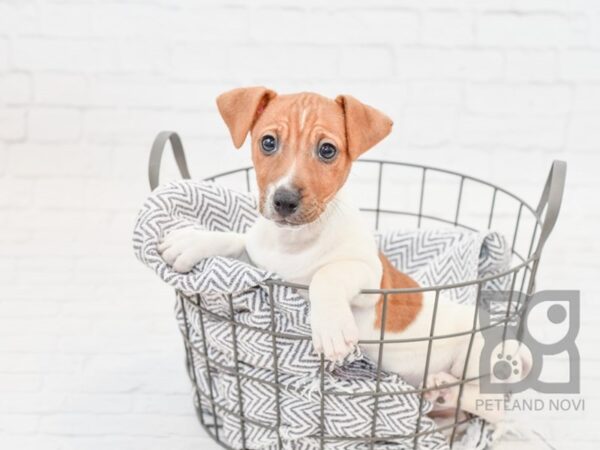 Jack Russell Terrier-DOG-Male-White / Red-33961-Petland Novi, Michigan