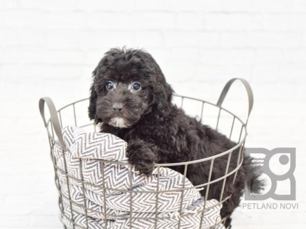 Poodle DOG Male Black 33962 Petland Novi, Michigan