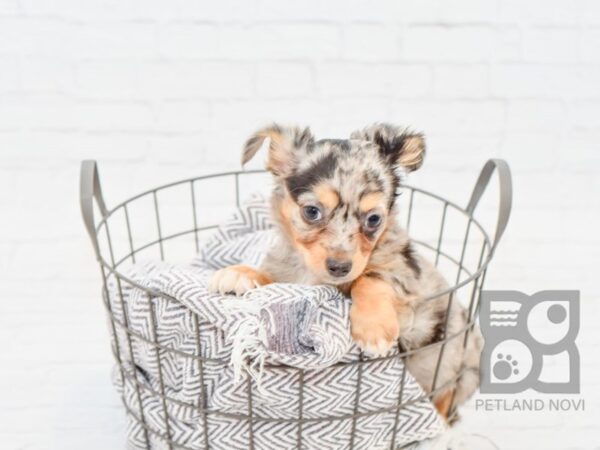 Chihuahua-DOG-Male-Silver Dapple-33963-Petland Novi, Michigan