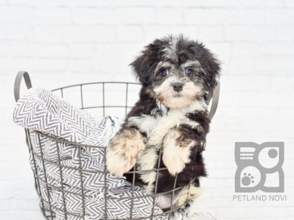 Havanese DOG Female Black / White 33964 Petland Novi, Michigan