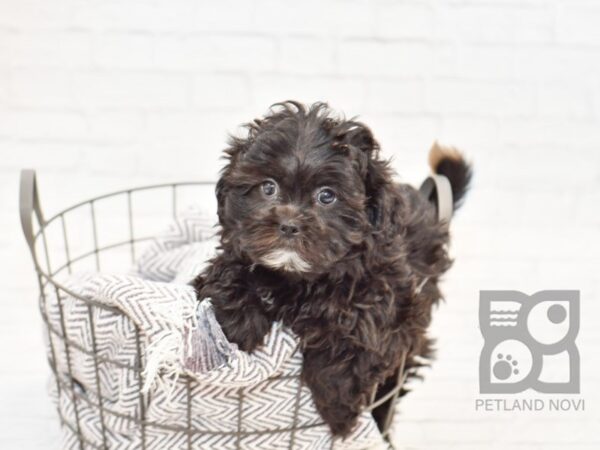 Shih Poo DOG Female Black 33965 Petland Novi, Michigan