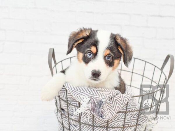 Mini Aussie/Corgi-DOG-Male-Black White / Tan-33966-Petland Novi, Michigan