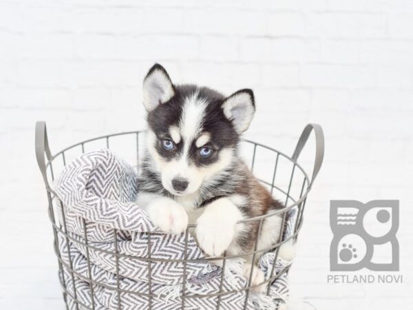 Pomsky-DOG-Female-BLK WH-33967-Petland Novi, Michigan