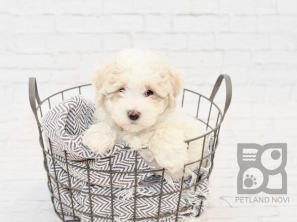 Lhasa Poo-DOG-Male-BROWN WH-33968-Petland Novi, Michigan