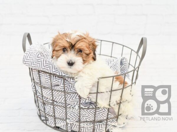 Lhasa Poo-DOG-Male-BROWN WH-33969-Petland Novi, Michigan