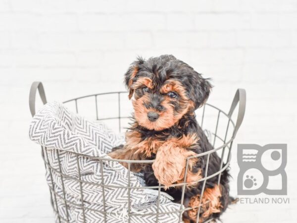 Yorkie Poo DOG Female BLK TAN 33970 Petland Novi, Michigan