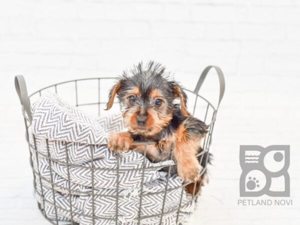 Yorkie Poo-DOG-Female-BLK TAN-33971-Petland Novi, Michigan