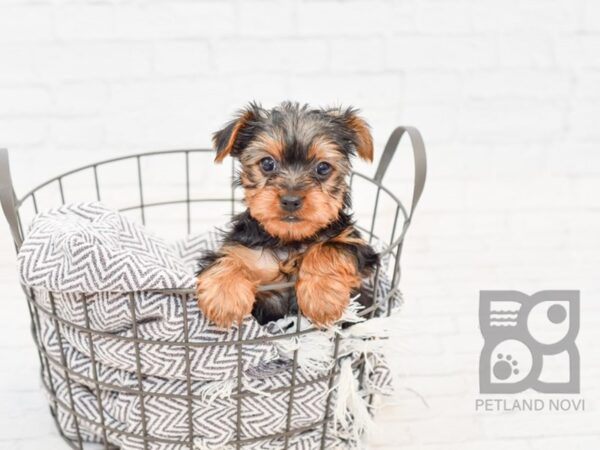 Yorkshire Terrier DOG Male BLK TAN 33972 Petland Novi, Michigan