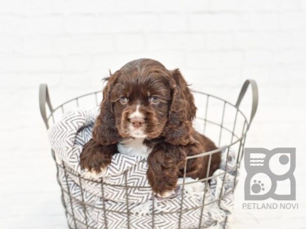 Cocker Spaniel DOG Male Choc wh 33973 Petland Novi, Michigan