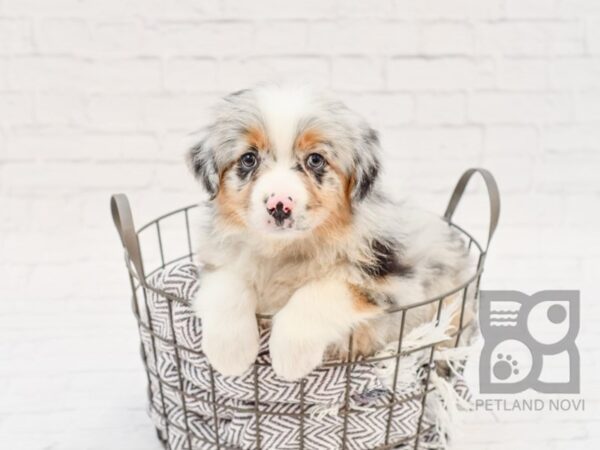 Australian Shepherd DOG Male Blue Merle 33974 Petland Novi, Michigan