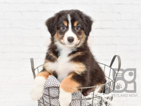 Australian Shepherd DOG Female Black Tri 33975 Petland Novi, Michigan