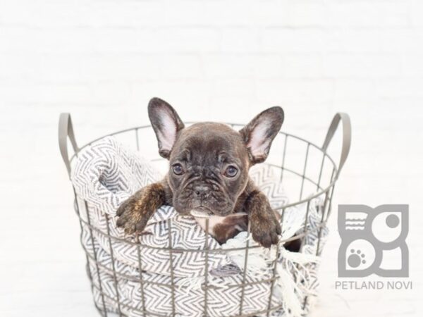 French Bulldog DOG Female Black Brindle 33977 Petland Novi, Michigan