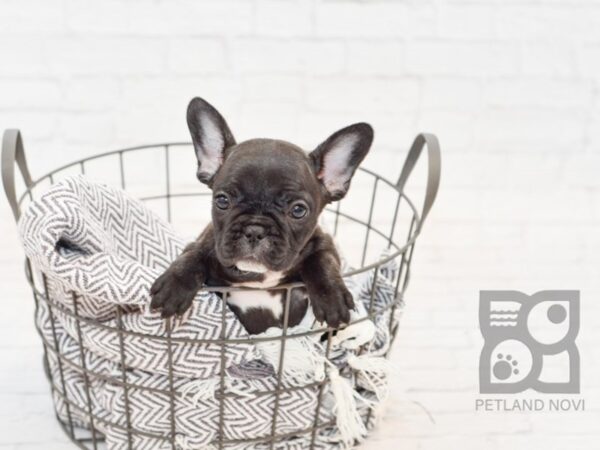 French Bulldog-DOG-Female-Black Brindle-33978-Petland Novi, Michigan