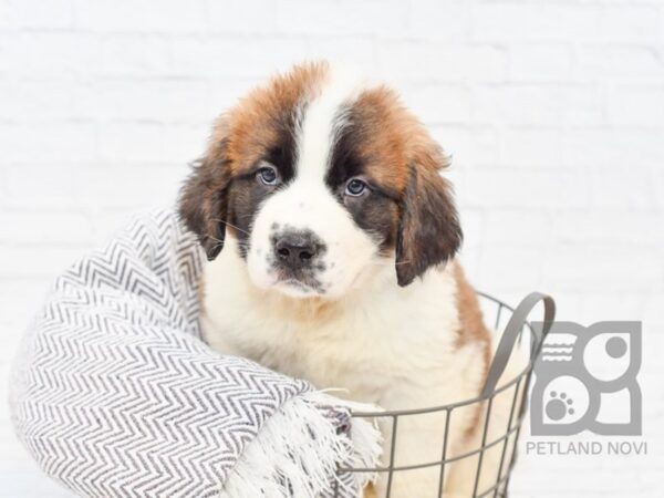 Saint Bernard DOG Female Sable White 33979 Petland Novi, Michigan