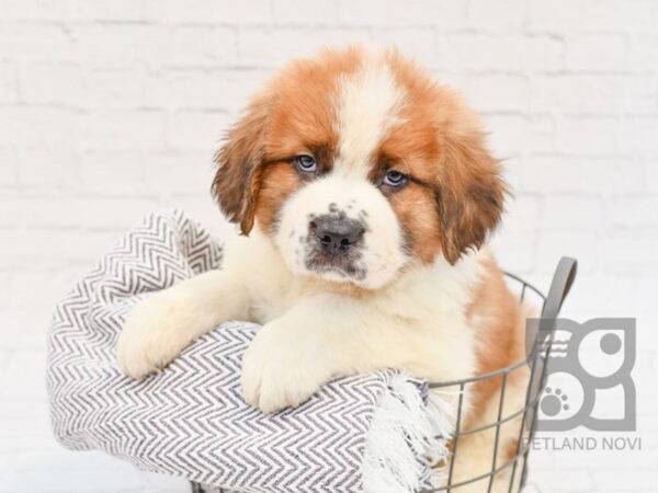 Saint Bernard DOG Male Sable White 33980 Petland Novi, Michigan