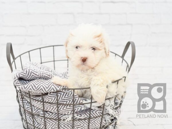 Shih Poo DOG Female White 33982 Petland Novi, Michigan