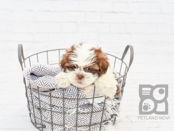 Shih Poo-DOG-Female-Brown & White-33983-Petland Novi, Michigan