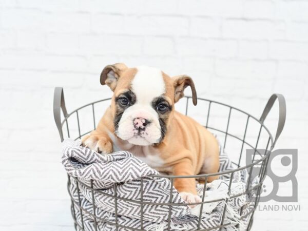 English Bulldog-DOG-Female-Fawn w/Blk Mask-33984-Petland Novi, Michigan