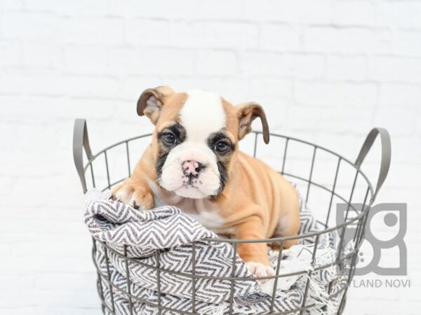 English Bulldog-DOG-Female-Fawn w/Blk Mask-33984-Petland Novi, Michigan