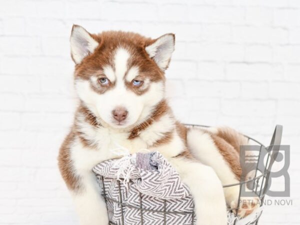 Siberian Husky DOG Male Red & White 33985 Petland Novi, Michigan